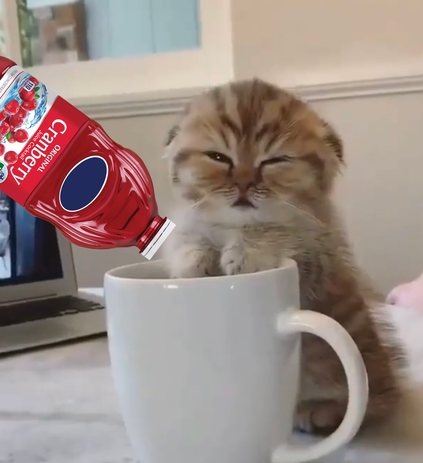 Cranberry Juice for UTIS?