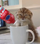 Cranberry Juice for UTIS?