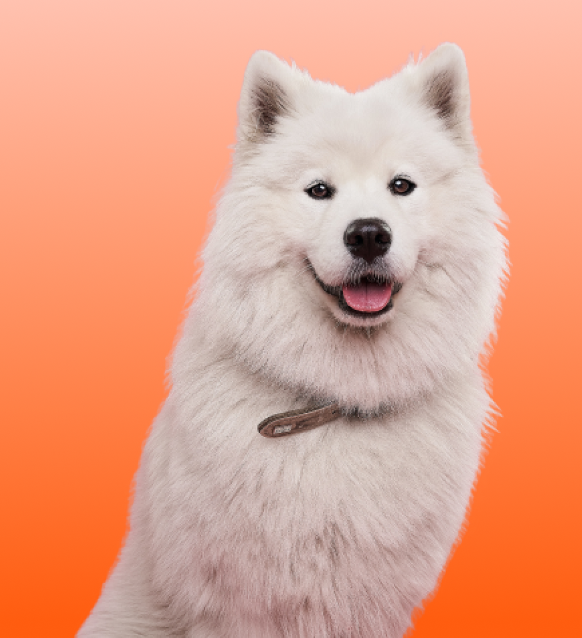 Does My Dog Know When I’m on My Period? Cheeky Bonsai Women's Health